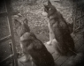 dogsondoorstepoldgrey