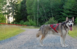 Casey in the Mush Hi-Tech X-Back Harness
